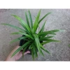 Cây lá dứa (cây lá nếp) - Cây cảnh sân vườn, giảm còn 25.000đ, lá xanh tươi 3