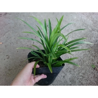 Cây lá dứa (cây lá nếp) - Cây cảnh sân vườn, giảm còn 25.000đ, lá xanh tươi 4