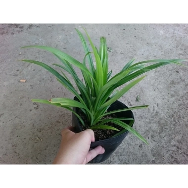 Cây lá dứa (cây lá nếp) - Cây cảnh sân vườn, giảm còn 25.000đ, lá xanh tươi 5