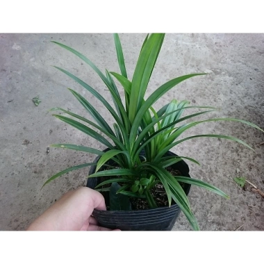 Cây lá dứa (cây lá nếp) - Cây cảnh sân vườn, giảm còn 25.000đ, lá xanh tươi 7