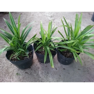Cây lá dứa (cây lá nếp) - Cây cảnh sân vườn, giảm còn 25.000đ, lá xanh tươi 8