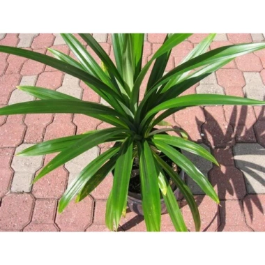 Cây lá dứa (cây lá nếp) - Cây cảnh sân vườn, giảm còn 25.000đ, lá xanh tươi 9