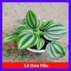 Cây lá dưa hấu Peperomia Watermelon - Cây cảnh để bàn, hoa văn bắt mắt, giá chỉ 65.000₫