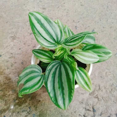 Cây lá dưa hấu Peperomia Watermelon - Cây cảnh để bàn, hoa văn bắt mắt, giá chỉ 65.000₫ 2