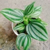 Cây lá dưa hấu Peperomia Watermelon - Cây cảnh để bàn, hoa văn bắt mắt, giá chỉ 65.000₫ 3