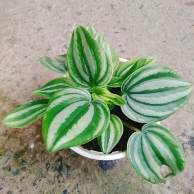 Cây lá dưa hấu Peperomia Watermelon - Cây cảnh để bàn, hoa văn bắt mắt, giá chỉ 65.000₫ 4