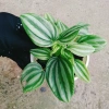 Cây lá dưa hấu Peperomia Watermelon - Cây cảnh để bàn, hoa văn bắt mắt, giá chỉ 65.000₫ 5