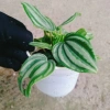 Cây lá dưa hấu Peperomia Watermelon - Cây cảnh để bàn, hoa văn bắt mắt, giá chỉ 65.000₫ 6
