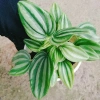 Cây lá dưa hấu Peperomia Watermelon - Cây cảnh để bàn, hoa văn bắt mắt, giá chỉ 65.000₫ 7