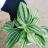 Cây lá dưa hấu Peperomia Watermelon - Cây cảnh để bàn, hoa văn bắt mắt, giá chỉ 65.000₫ 8