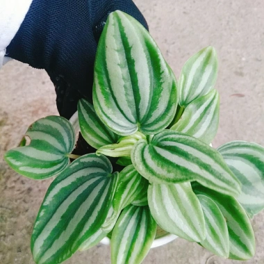 Cây lá dưa hấu Peperomia Watermelon - Cây cảnh để bàn, hoa văn bắt mắt, giá chỉ 65.000₫ 8