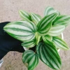 Cây lá dưa hấu Peperomia Watermelon - Cây cảnh để bàn, hoa văn bắt mắt, giá chỉ 65.000₫ 9
