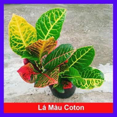 Cây Lá Màu Cotton - Cây Cảnh Để Bàn Giá 48k, Ưu Đãi Số Lượng Có Hạn, Trang Trí Văn Phòng