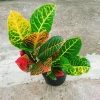 Cây Lá Màu Cotton - Cây Cảnh Để Bàn Giá 48k, Ưu Đãi Số Lượng Có Hạn, Trang Trí Văn Phòng 4