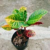 Cây Lá Màu Cotton - Cây Cảnh Để Bàn Giá 48k, Ưu Đãi Số Lượng Có Hạn, Trang Trí Văn Phòng 5