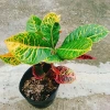 Cây Lá Màu Cotton - Cây Cảnh Để Bàn Giá 48k, Ưu Đãi Số Lượng Có Hạn, Trang Trí Văn Phòng 7