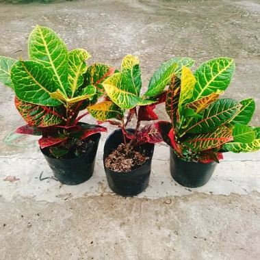 Cây Lá Màu Cotton - Cây Cảnh Để Bàn Giá 48k, Ưu Đãi Số Lượng Có Hạn, Trang Trí Văn Phòng