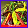 Cây lá màu Gia Huy - Cây cảnh trong nhà, giá 45.000 VND, làm xanh không gian