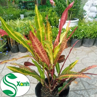 Cây lá màu Gia Huy - Cây cảnh trong nhà, giá 45.000 VND, làm xanh không gian 5