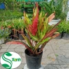 Cây lá màu Gia Huy - Cây cảnh trong nhà, giá 45.000 VND, làm xanh không gian 6