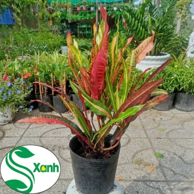 Cây lá màu Gia Huy - Cây cảnh trong nhà, giá 45.000 VND, làm xanh không gian 6