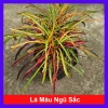 Cây lá màu ngũ sắc giống mới - Cây cảnh để bàn, trang trí nhà, sân vườn, giá 75.000đ giảm từ 92.250đ
