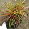 Cây lá màu ngũ sắc giống mới - Cây cảnh để bàn, trang trí nhà, sân vườn, giá 75.000đ giảm từ 92.250đ 7