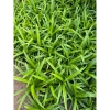 Cây Lá Nếp Thơm trang trí sân vườn, ban công - không gian xanh, giá chỉ 25.000₫