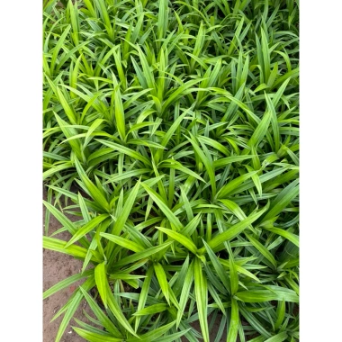 Cây Lá Nếp Thơm trang trí sân vườn, ban công - không gian xanh, giá chỉ 25.000₫