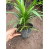 Cây Lá Nếp Thơm trang trí sân vườn, ban công - không gian xanh, giá chỉ 25.000₫ 3