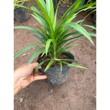 Cây Lá Nếp Thơm trang trí sân vườn, ban công - không gian xanh, giá chỉ 25.000₫
