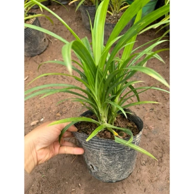Cây Lá Nếp Thơm trang trí sân vườn, ban công - không gian xanh, giá chỉ 25.000₫