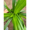 Cây Lá Nếp Thơm trang trí sân vườn, ban công - không gian xanh, giá chỉ 25.000₫ 5