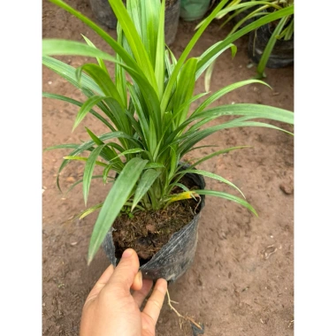 Cây Lá Nếp Thơm trang trí sân vườn, ban công - không gian xanh, giá chỉ 25.000₫