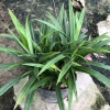 Cây Lá Nếp Thơm trang trí sân vườn, ban công - không gian xanh, giá chỉ 25.000₫ 9