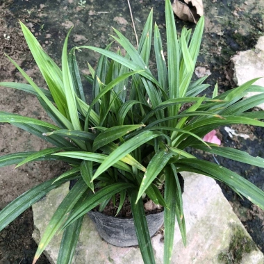 Cây Lá Nếp Thơm trang trí sân vườn, ban công - không gian xanh, giá chỉ 25.000₫