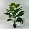 Cây Lá Rùa Trầu Bà Môn Xanh Đốm - Decor nhà cửa, văn phòng, giá ưu đãi 88.500 VND