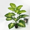 Cây Lá Rùa Trầu Bà Môn Xanh Đốm - Decor nhà cửa, văn phòng, giá ưu đãi 88.500 VND 2