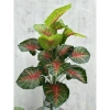 Cây Lá Rùa Trầu Bà Môn Xanh Đốm - Decor nhà cửa, văn phòng, giá ưu đãi 88.500 VND 4
