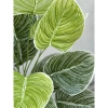 Cây Lá Rùa Trầu Bà Môn Xanh Đốm - Decor nhà cửa, văn phòng, giá ưu đãi 88.500 VND 5
