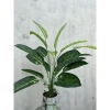 Cây Lá Rùa Trầu Bà Môn Xanh Đốm - Decor nhà cửa, văn phòng, giá ưu đãi 88.500 VND 6