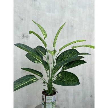 Cây Lá Rùa Trầu Bà Môn Xanh Đốm - Decor nhà cửa, văn phòng, giá ưu đãi 88.500 VND 6