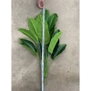 Cây Lá Rùa Trầu Bà Môn Xanh Đốm - Decor nhà cửa, văn phòng, giá ưu đãi 88.500 VND 8