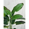 Cây Lá Rùa Trầu Bà Môn Xanh Đốm - Decor nhà cửa, văn phòng, giá ưu đãi 88.500 VND 9
