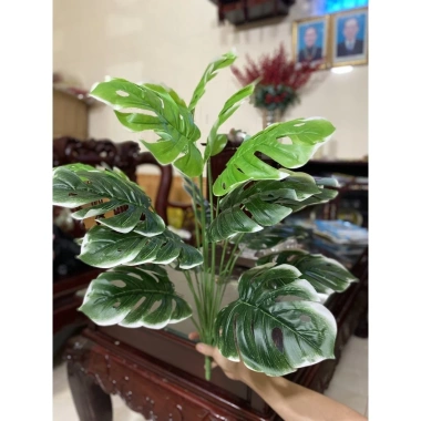 Cây Lá Rùa Trầu Bà Môn Xanh Đốm - Decor nhà cửa, văn phòng, giá ưu đãi 88.500 VND 10