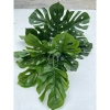 Cây Lá Rùa Trầu Bà Môn Xanh Đốm - Decor nhà cửa, văn phòng, giá ưu đãi 88.500 VND 11