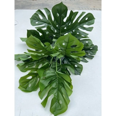 Cây Lá Rùa Trầu Bà Môn Xanh Đốm - Decor nhà cửa, văn phòng, giá ưu đãi 88.500 VND 11
