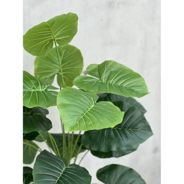Cây Lá Rùa Trầu Bà Môn Xanh Đốm - Decor nhà cửa, văn phòng, giá ưu đãi 88.500 VND 12