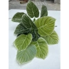 Cây Lá Rùa Trầu Bà Môn Xanh Đốm - Decor nhà cửa, văn phòng, giá ưu đãi 88.500 VND 13