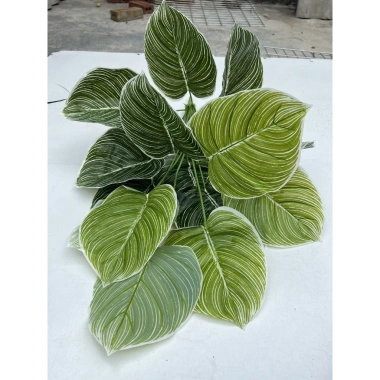 Cây Lá Rùa Trầu Bà Môn Xanh Đốm - Decor nhà cửa, văn phòng, giá ưu đãi 88.500 VND 13
